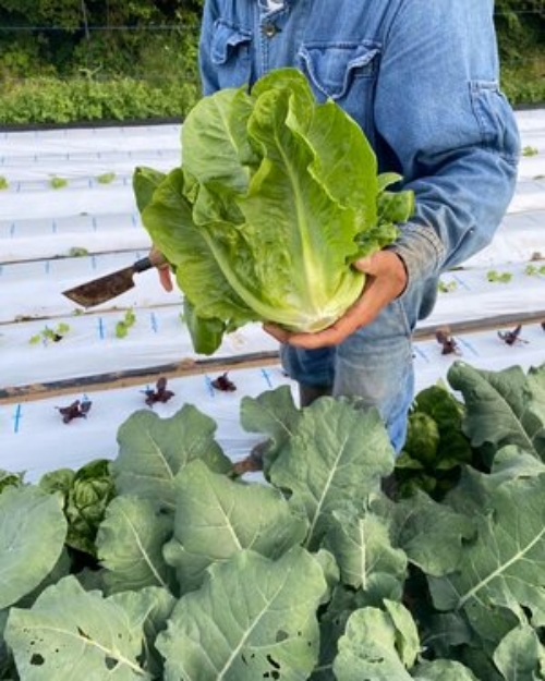 生産者から届いた野菜など定期的にマルシェのイベントも開催。社員の方にも好評です。