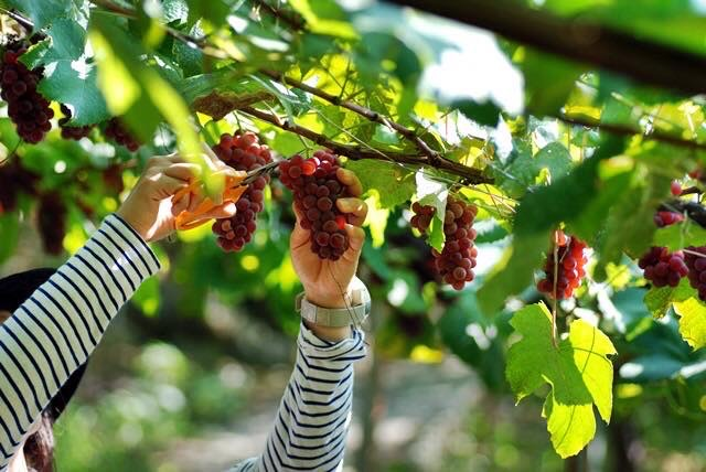 希望者の方は、休日に提携する生産者さんのもとを巡ったり、ワイナリー訪問も可能。