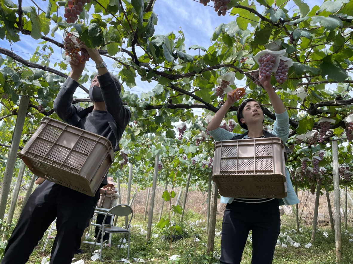 当社では、飲食業にとどまらず、ワインの醸造分野にも積極的に取り組んでいます。