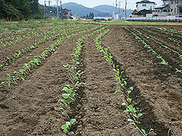 私達はこだわりの生産者と消費者をつなぐ窓口となっています