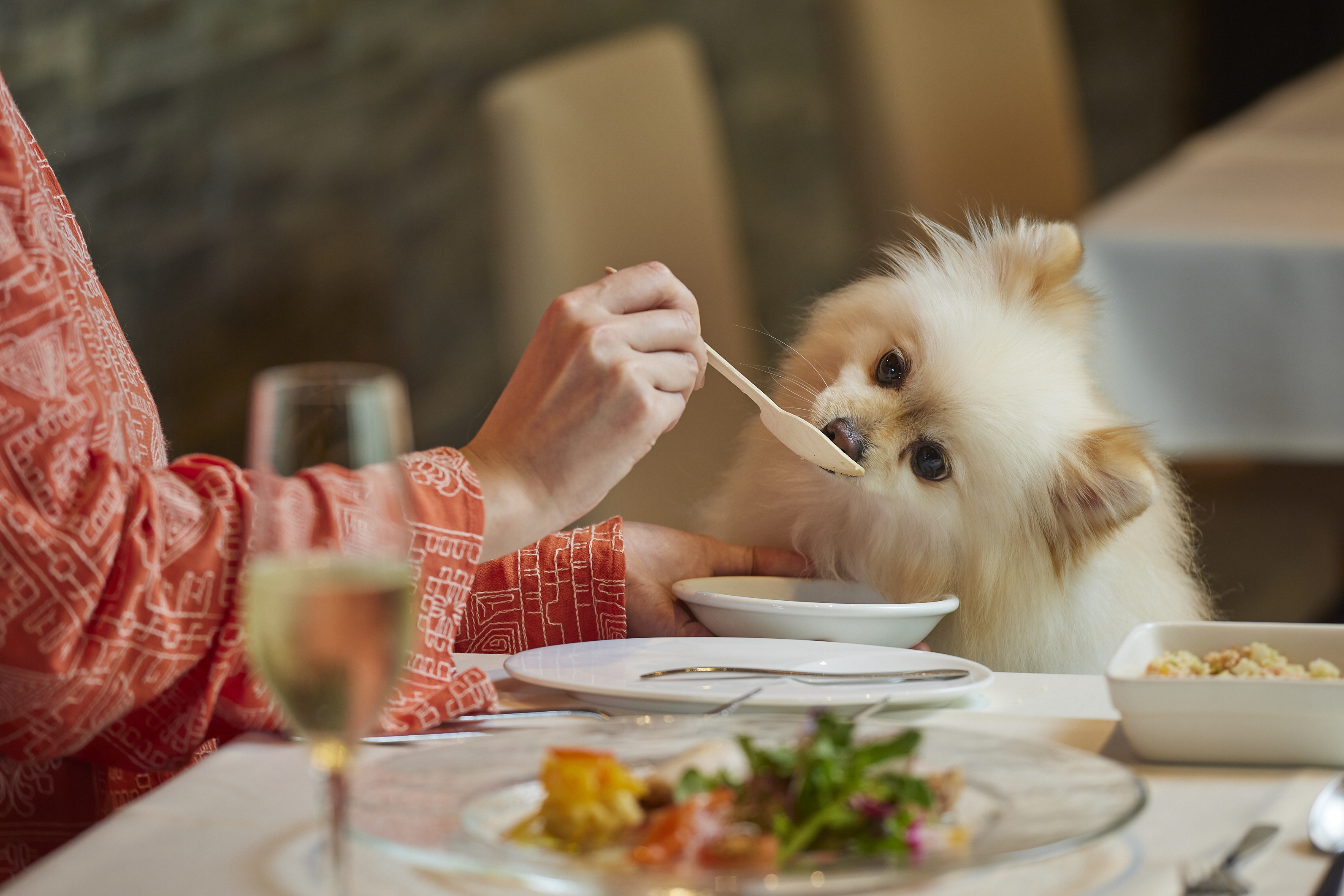 レストランは愛犬同伴が基本。愛犬用のお食事メニューもご用意しております!