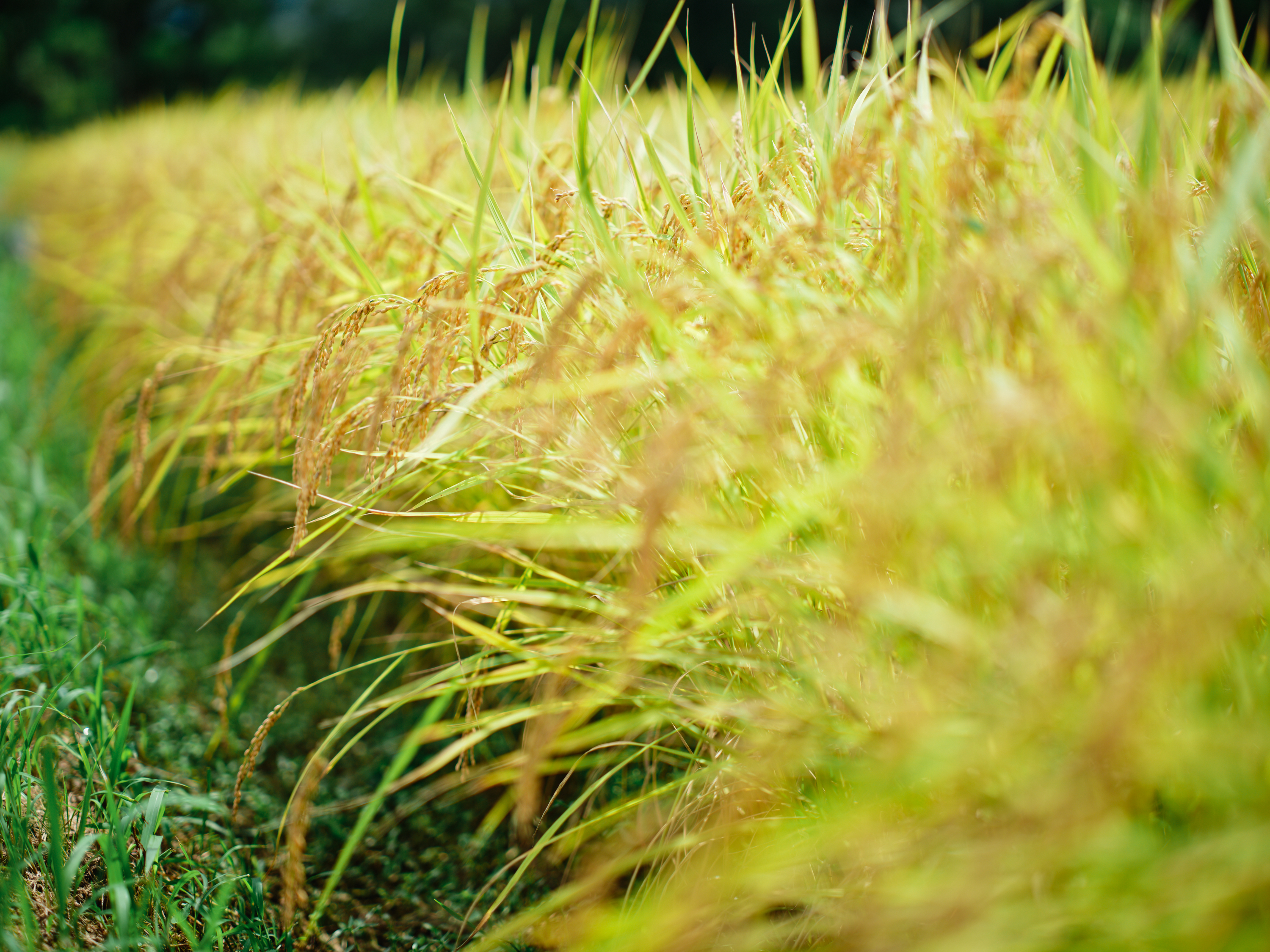 ゴールドウイングループの新しい挑戦。構想段階から食の価値を育てていける仕事です