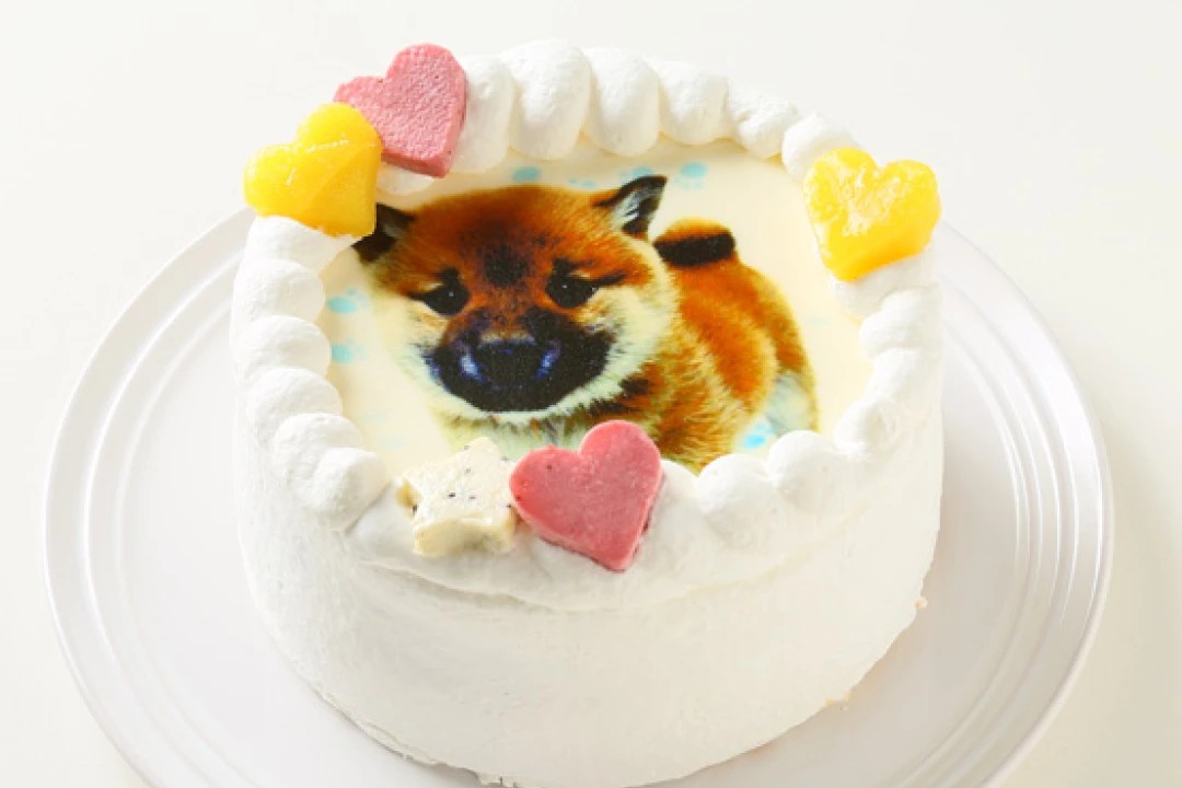 愛犬と泊まれる宿ならでは!ワンちゃんの特別な日を彩るケーキもご用意しています。
